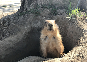 天鹅湖动物基地