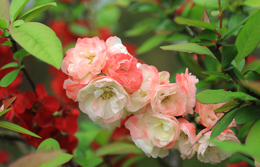 问花村第 43 张图片