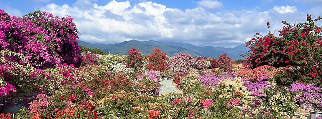 尖峰岭国家森林公园第 7 张图片