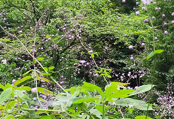 西岭雪山大飞水风景区第 39 张图片