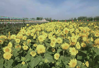 王太堡生态农业观光园第 27 张图片