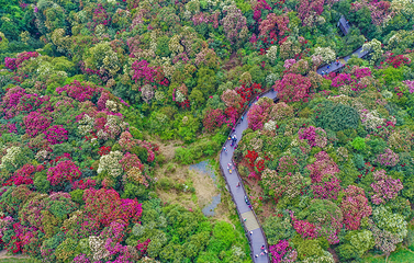 百里杜鹃风景区第 55 张图片