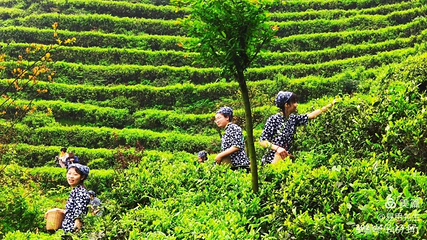 茶溪谷第 75 张图片