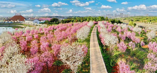 岳阳樱花园第 38 张图片