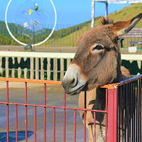 小羊肖恩羊驼牧场