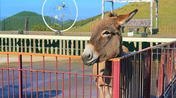 小羊肖恩羊驼牧场