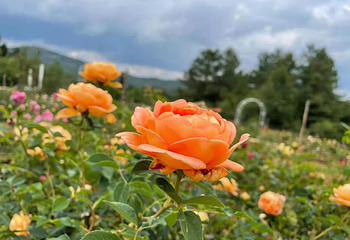 名花谷第 29 张图片