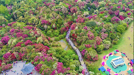 百里杜鹃风景区第 48 张图片