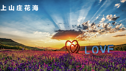 上山庄花海第 7 张图片