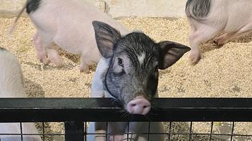 昆明大悦城未来动物城