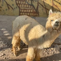 太保公园动物园