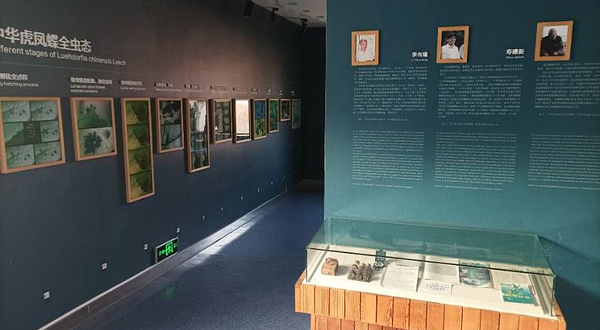 中华虎凤蝶自然博物馆