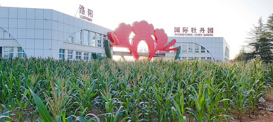 国际牡丹园第 19 张图片