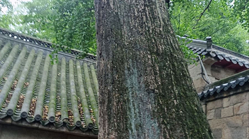 崂山太清宫-银杏