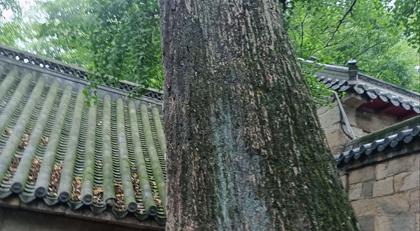 崂山太清宫-银杏