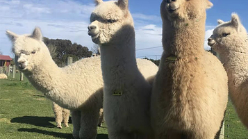 萌宠嘉年华(华府天地购物中心哈尔滨路店)