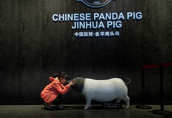 熊猫猪猪两头乌国际牧场第 89 张图片