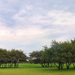 兴隆山黄榆景区