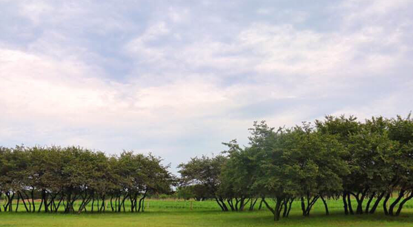 兴隆山黄榆景区