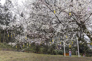 汶川无忧谷第 53 张图片