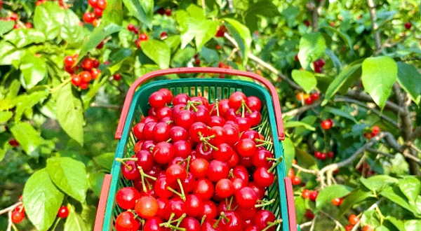 樱桃谷车厘子采摘基地