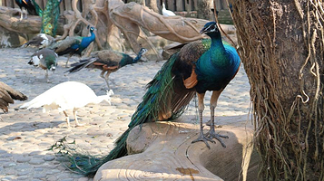 西双版纳傣族园-孔雀园