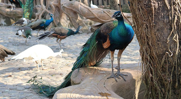 西双版纳傣族园-孔雀园