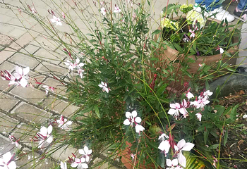 花伴一生玫瑰庄园第 23 张图片