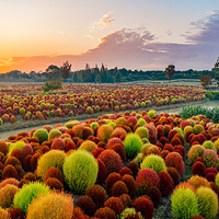 花开海上生态园