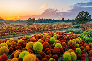 花开海上生态园