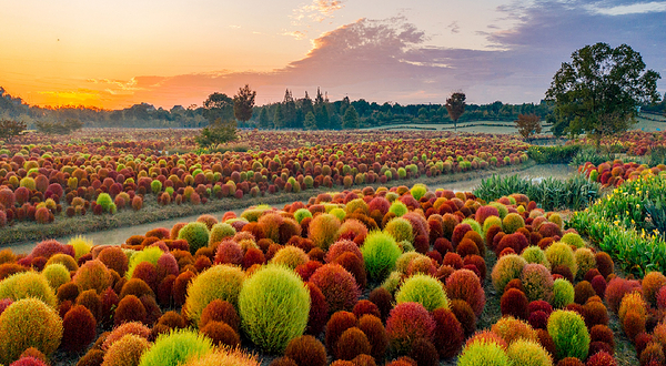 花开海上生态园