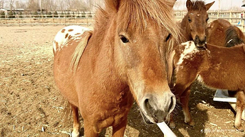 萤乡农场·五原特色养殖科普园