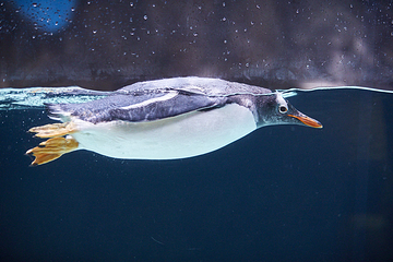 墨尔本水族馆第 31 张图片
