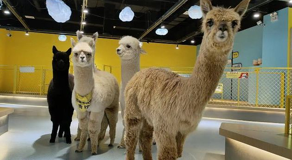 神兽·羊驼主题馆(莱西万达店)