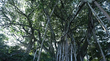 上景坎独树成林