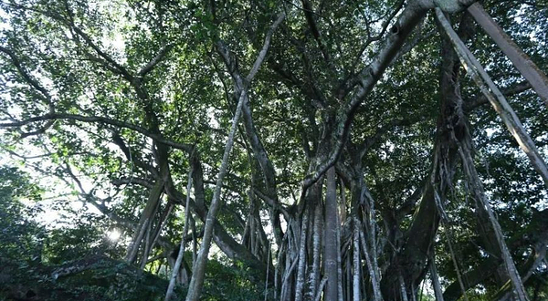 上景坎独树成林