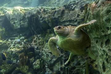 奥兰多海洋生物水族馆第 4 张图片