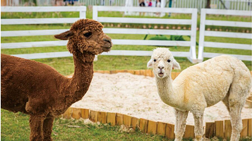 红美人柑橘可持续发展示范园区