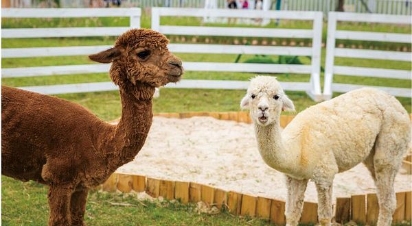 红美人柑橘可持续发展示范园区