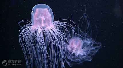 四国水族馆第 4 张图片