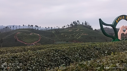 凤冈县知青茶山景区第 2 张图片