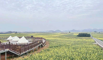 罗平油菜花主会场