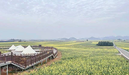 罗平国际油菜花文化旅游节主会场第 3 张图片