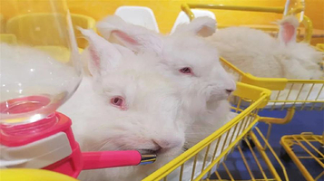 安哥拉巨兔体验馆（太原总馆）