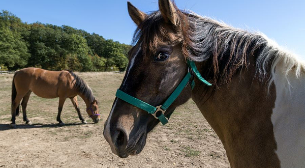 月河湾马术俱乐部