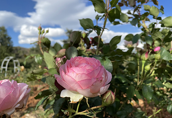 名花谷第 31 张图片