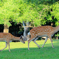 森工平山皇家鹿苑