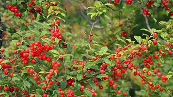 杨城寨生态旅游区