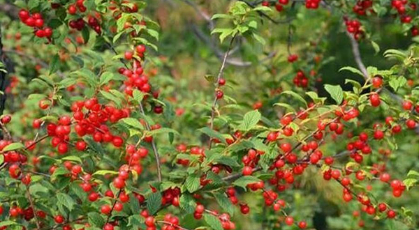 杨城寨生态旅游区