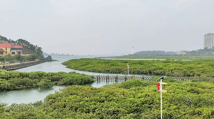 防城港市江山乡石角村珍珠湾红树林保护区第 3 张图片